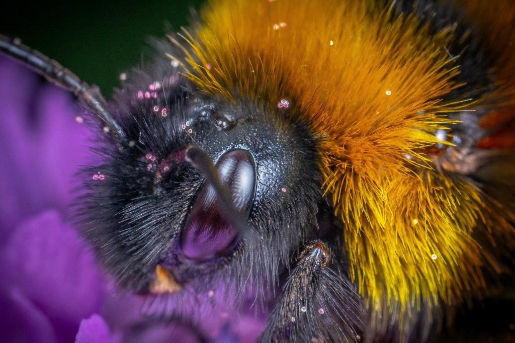 Extreme close-up of bee collecting pollen from a purple flower