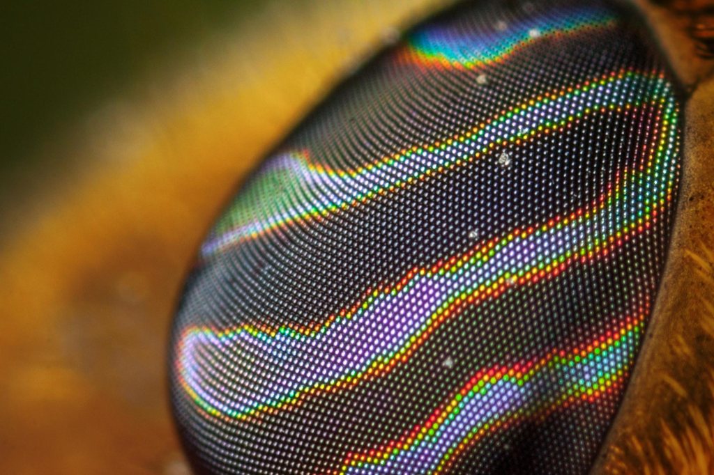 Digital vision, the bee's eye